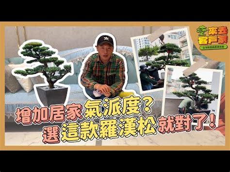 羅漢松陽台|羅漢松陽台：讓你的陽台綠意盎然的小秘訣 – 植物盆栽綠寶典